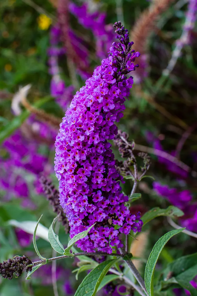 Butterfly Bush (Buddleia Davidii) — Buddleia davidii comes alive with panicles of fragrant flowers; butterfly Bush (Buddleia davidii) is a, image 100