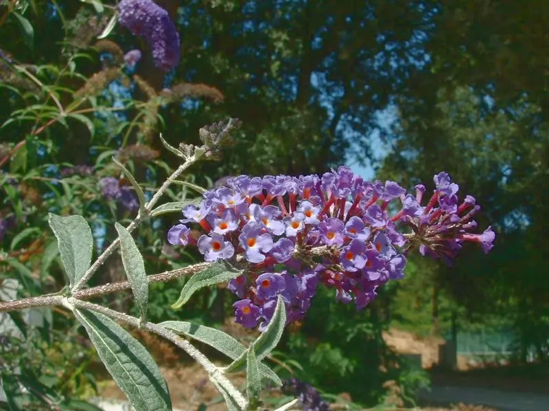 Butterfly Bush (Buddleia Davidii) — Note that some locations may regulate its planting due to its invasive potential; buddleia davidii comes alive, image 81