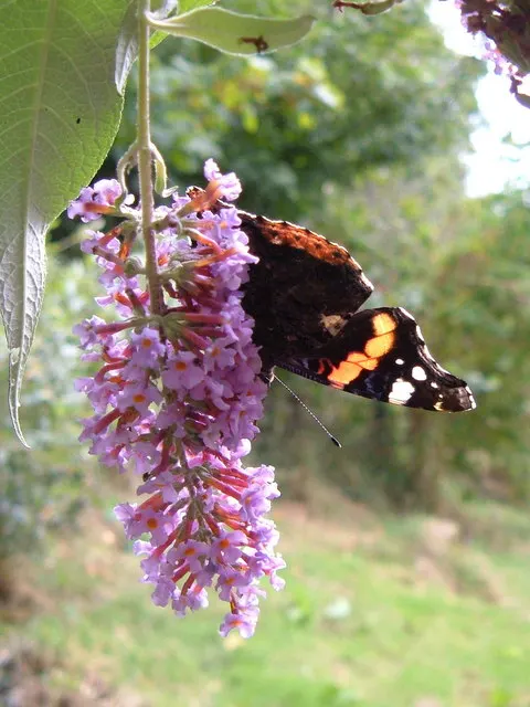 Butterfly Bush (Buddleia Davidii) — It is relatively drought-tolerant once established; each cluster measuring between 4 and 10 inches in length