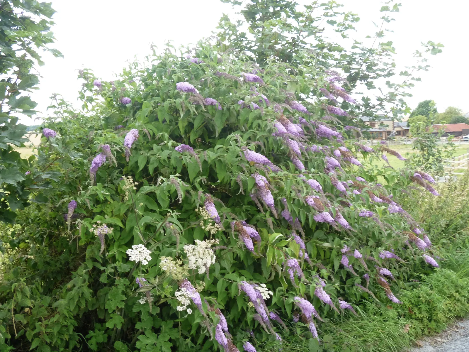 Butterfly Bush (Buddleia Davidii) — Butterfly Bush (Buddleia davidii) is a fast-growing deciduous shrub; it blooms from summer to autumn, image 88