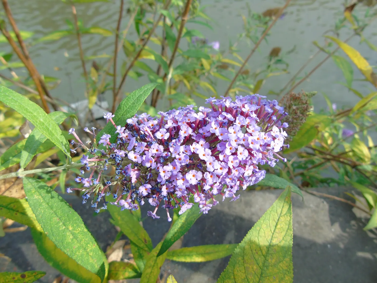Butterfly Bush (Buddleia Davidii) — making it a favorite amongst garden enthusiasts; this low-maintenance plant prefers full sun and well-drained, image 84