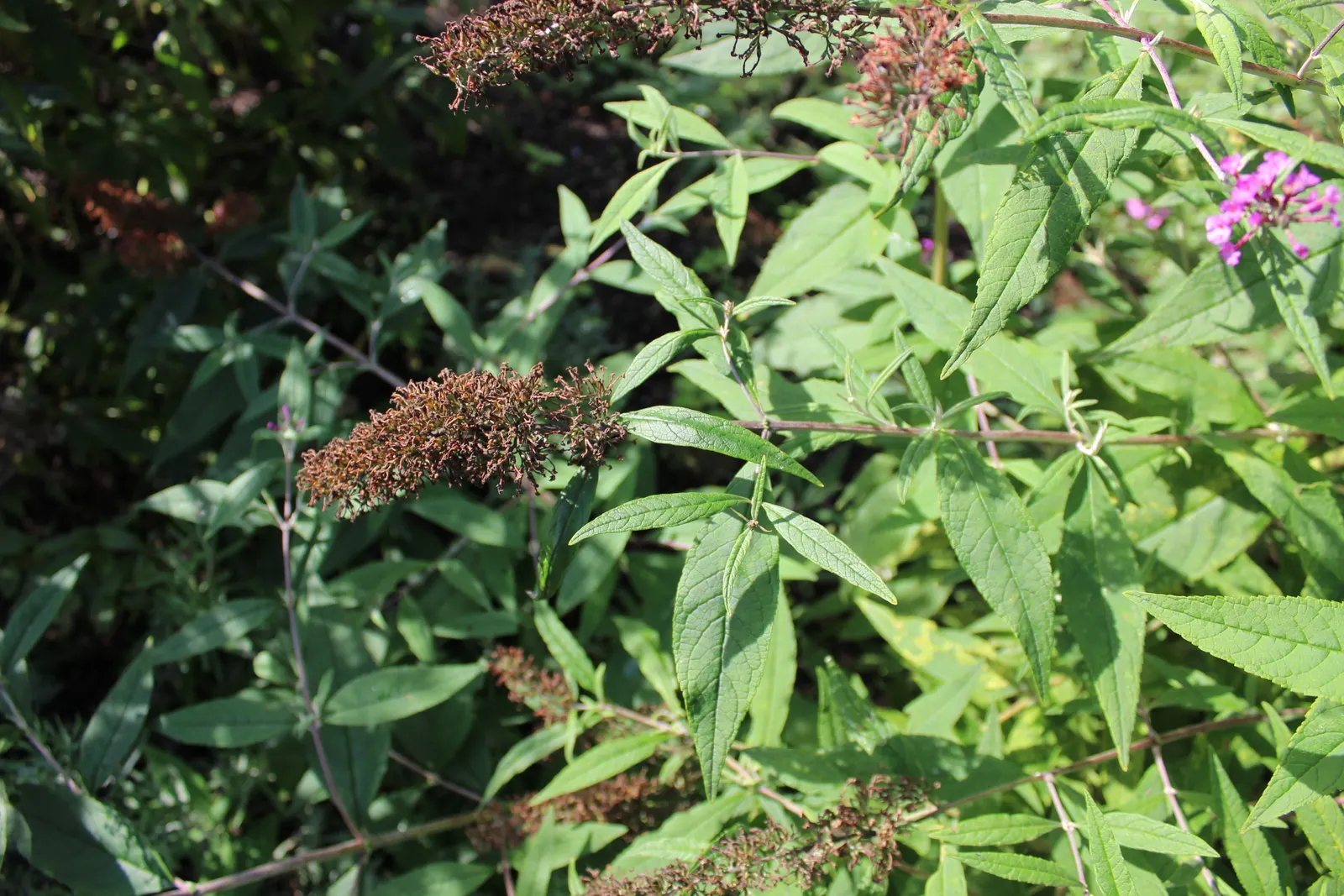 Butterfly Bush (Buddleia Davidii) — each cluster measuring between 4 and 10 inches in length; is an eye-catching deciduous or semi-evergreen shrub, image 72
