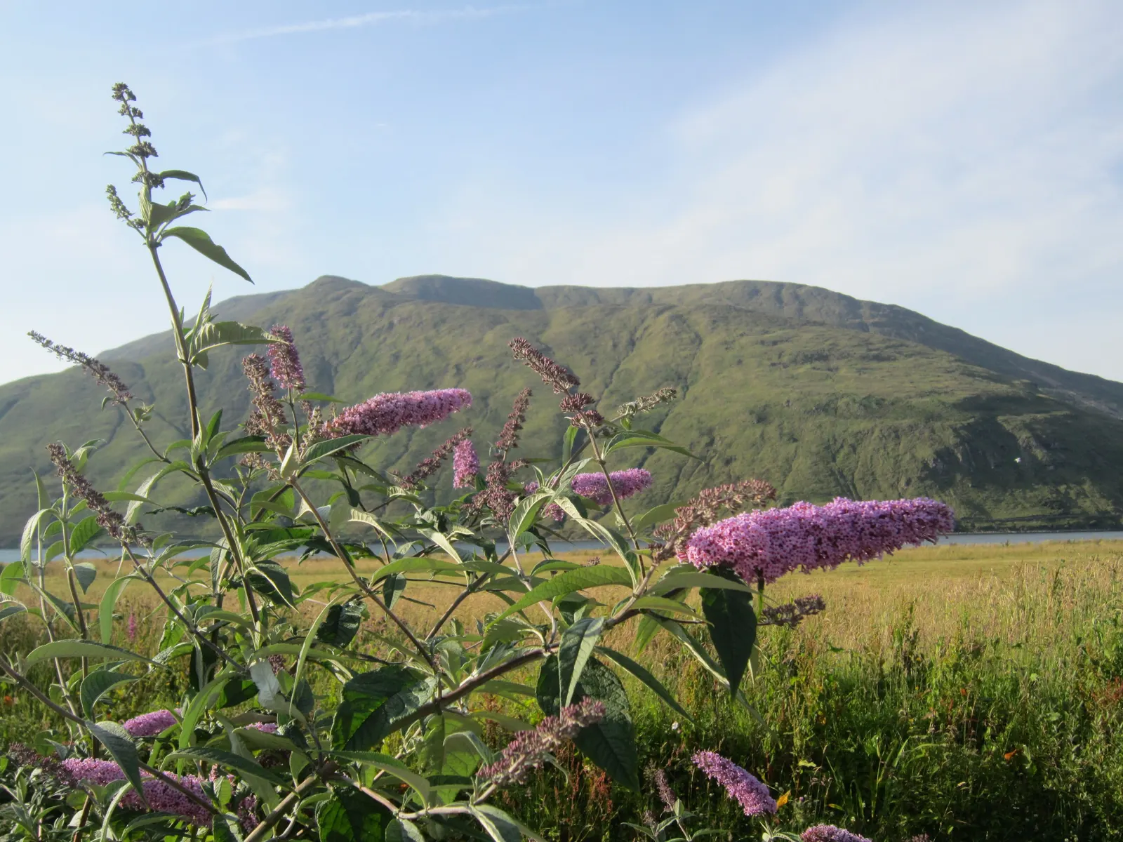 Butterfly Bush (Buddleia Davidii) — It is relatively drought-tolerant once established; each cluster measuring between 4 and 10 inches in length, image 135