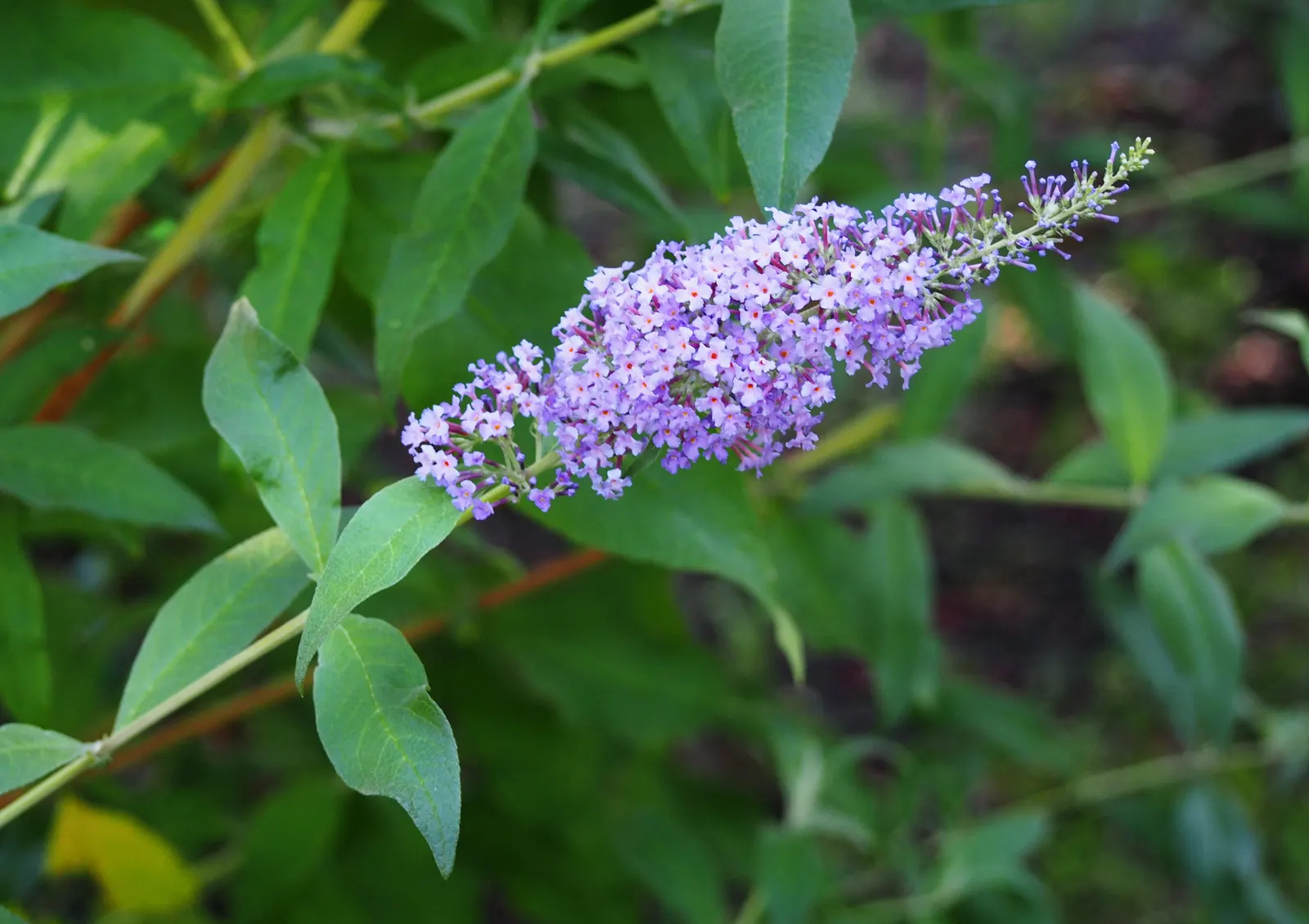 Butterfly Bush (Buddleia Davidii) — It is relatively drought-tolerant once established; each cluster measuring between 4 and 10 inches in length, image 106