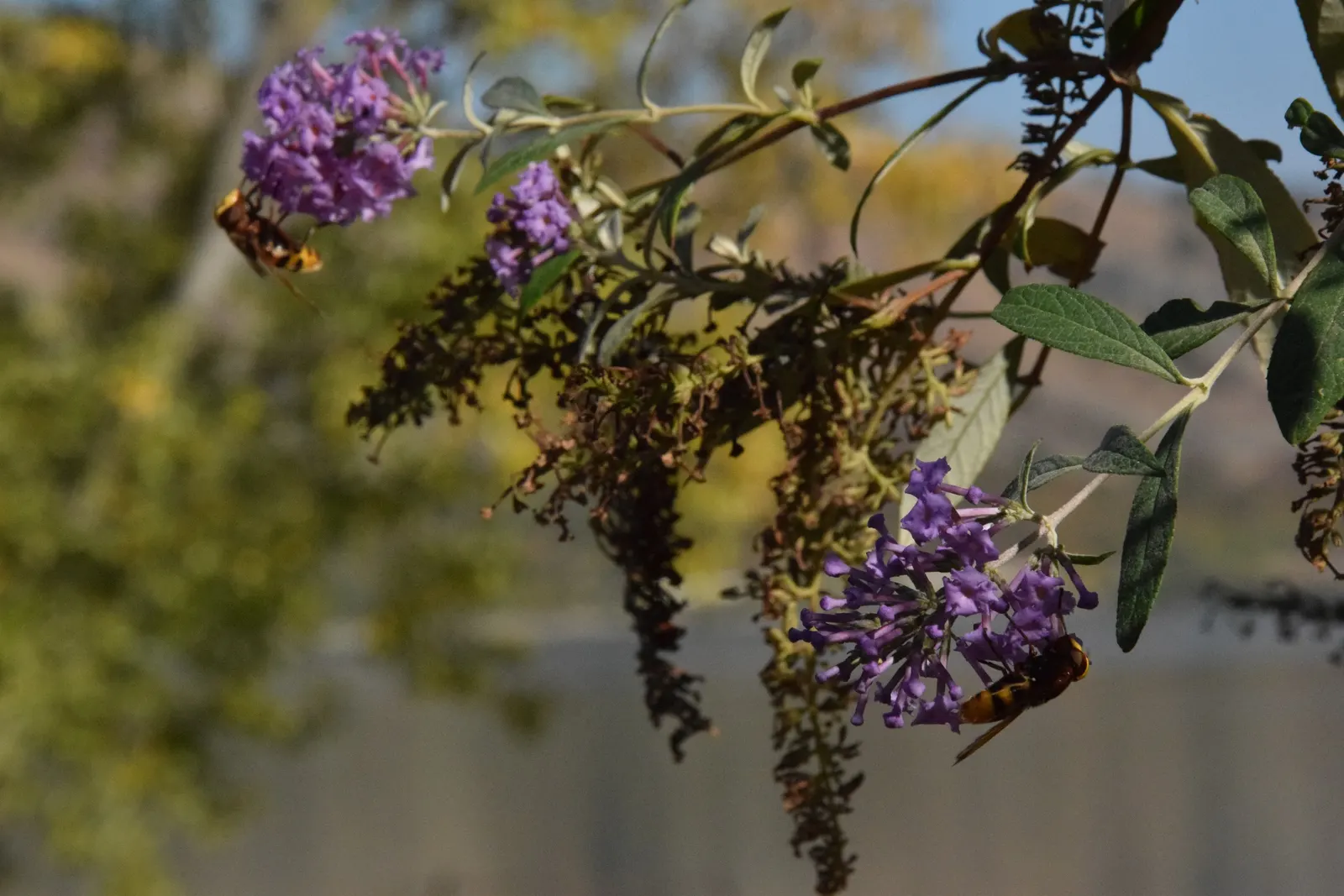 Butterfly Bush (Buddleia Davidii) — and as a focal point in ornamental landscapes; but benefits from regular watering during prolonged dry spells, image 82
