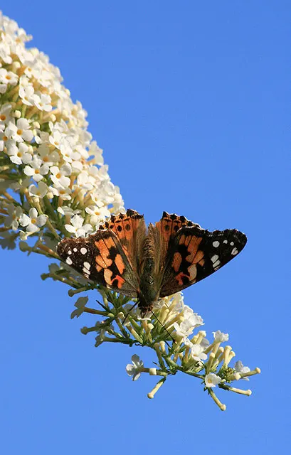 Butterfly Bush (Buddleia Davidii) — as blooms occur on new wood; suitable for USDA zones 5-9, it can be invasive, so responsible cultivation is advised