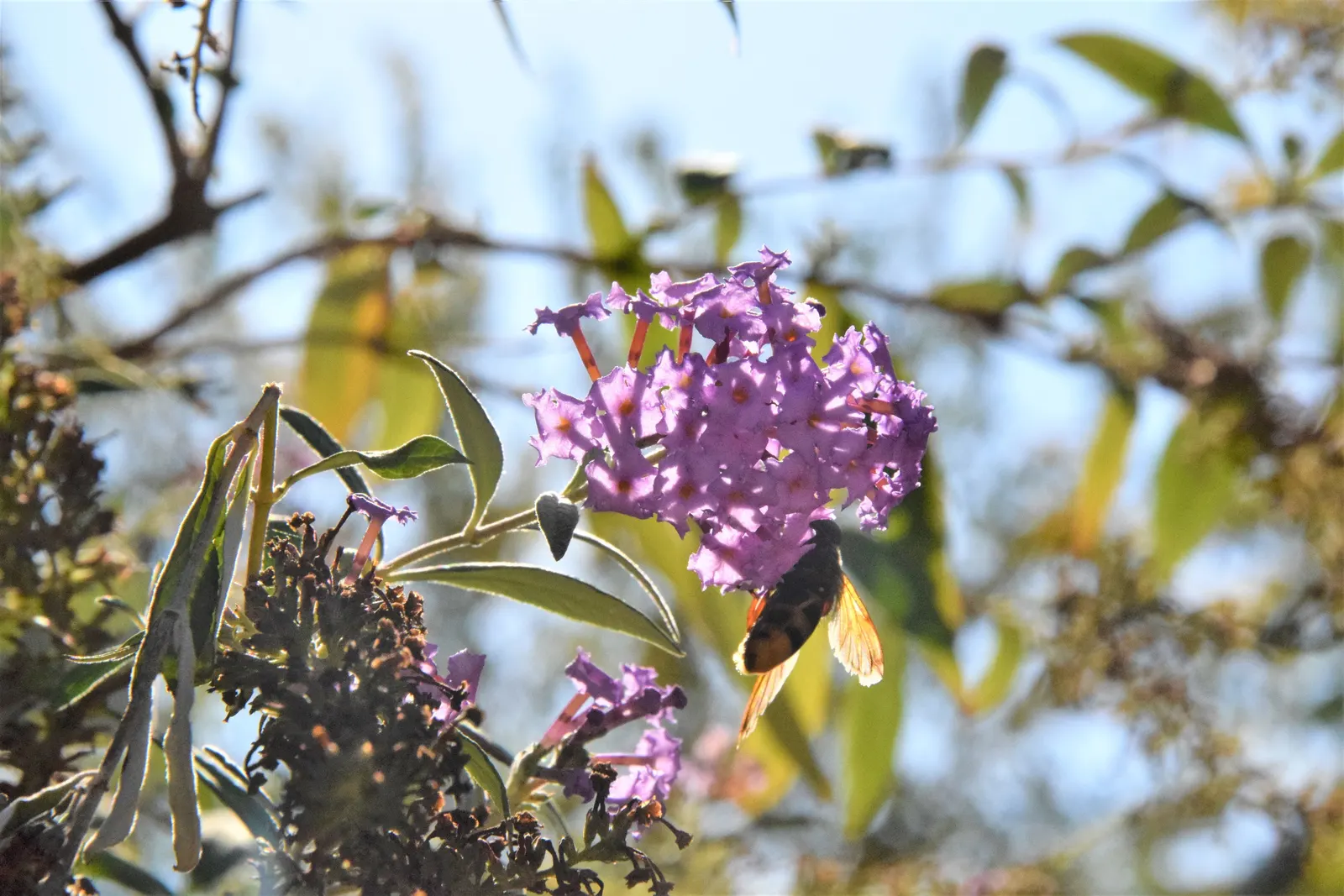 Butterfly Bush (Buddleia Davidii) — It offers aesthetic appeal; purple flowers in the garden, image 112