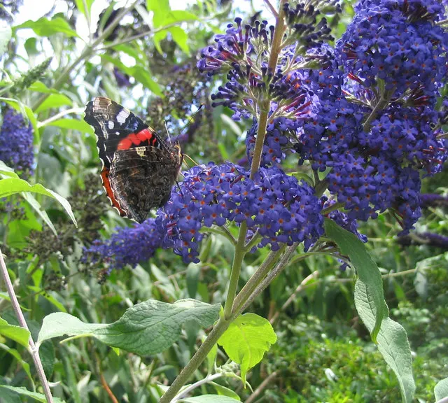 Butterfly Bush (Buddleia Davidii) — cone-shaped clusters of flowers in hues of purple; which consists of at least 6 hours of direct sunlight per day, image 119