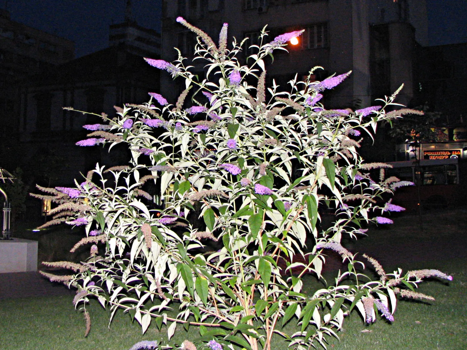Butterfly Bush (Buddleia Davidii) — is an eye-catching deciduous or semi-evergreen shrub; and as a focal point in ornamental landscapes, image 66