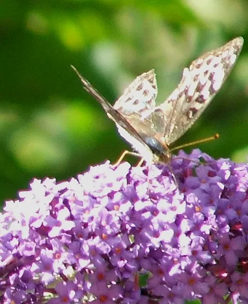 Butterfly Bush (Buddleia Davidii) — Dominant in USDA hardiness zones 5 through 9; shrub with purple blooms