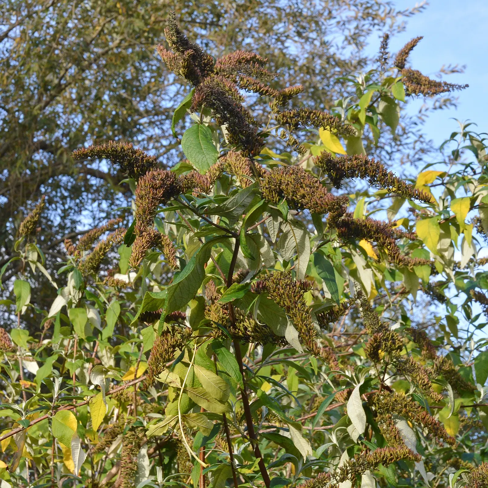 Butterfly Bush (Buddleia Davidii) — scientifically known as Buddleia davidii; thus adding dynamic wildlife interest to the space.<br><br>For, image 65