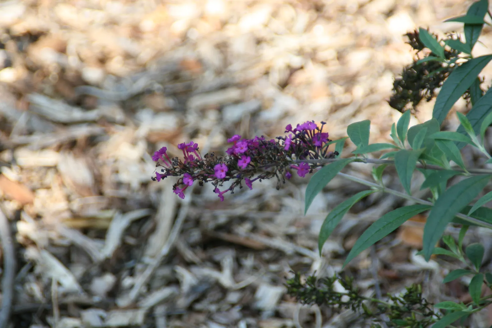 Butterfly Bush (Buddleia Davidii) — this fast-growing plant can reach a height of 6 to 12 feet and a spread of 4 to 15 feet; treasured for its, image 68