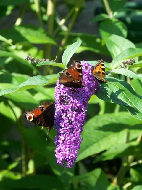 Butterfly Bush (Buddleia Davidii) — thus adding dynamic wildlife interest to the space.<br><br>For optimal growth; shrub for full or half