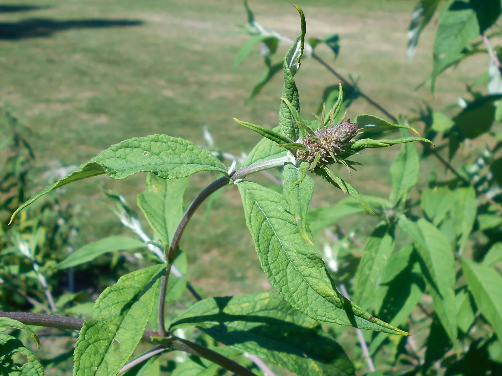 Butterfly Bush (Buddleia Davidii) — This low-maintenance plant prefers full sun and well-drained soil, attracting butterflies and hummingbirds, image 121