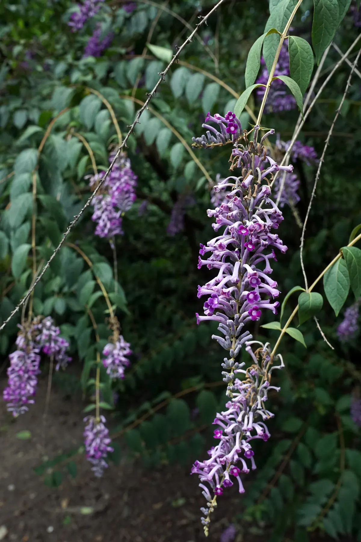 Butterfly Bush (Buddleia Davidii) — and are absolutely magnetic to butterflies and bees; as blooms occur on new wood