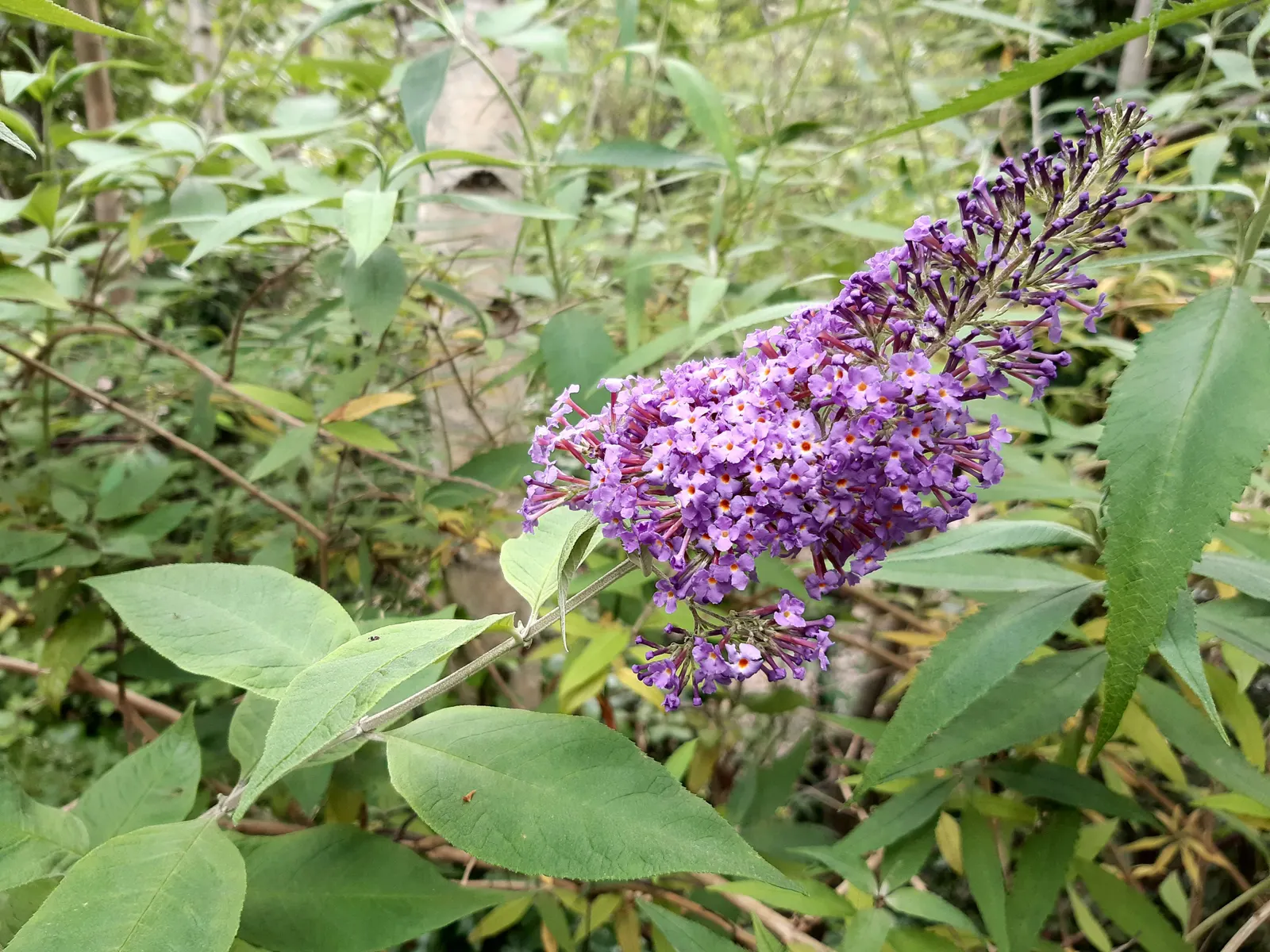 Butterfly Bush (Buddleia Davidii) — which consists of at least 6 hours of direct sunlight per day; scientifically known as Buddleia davidii