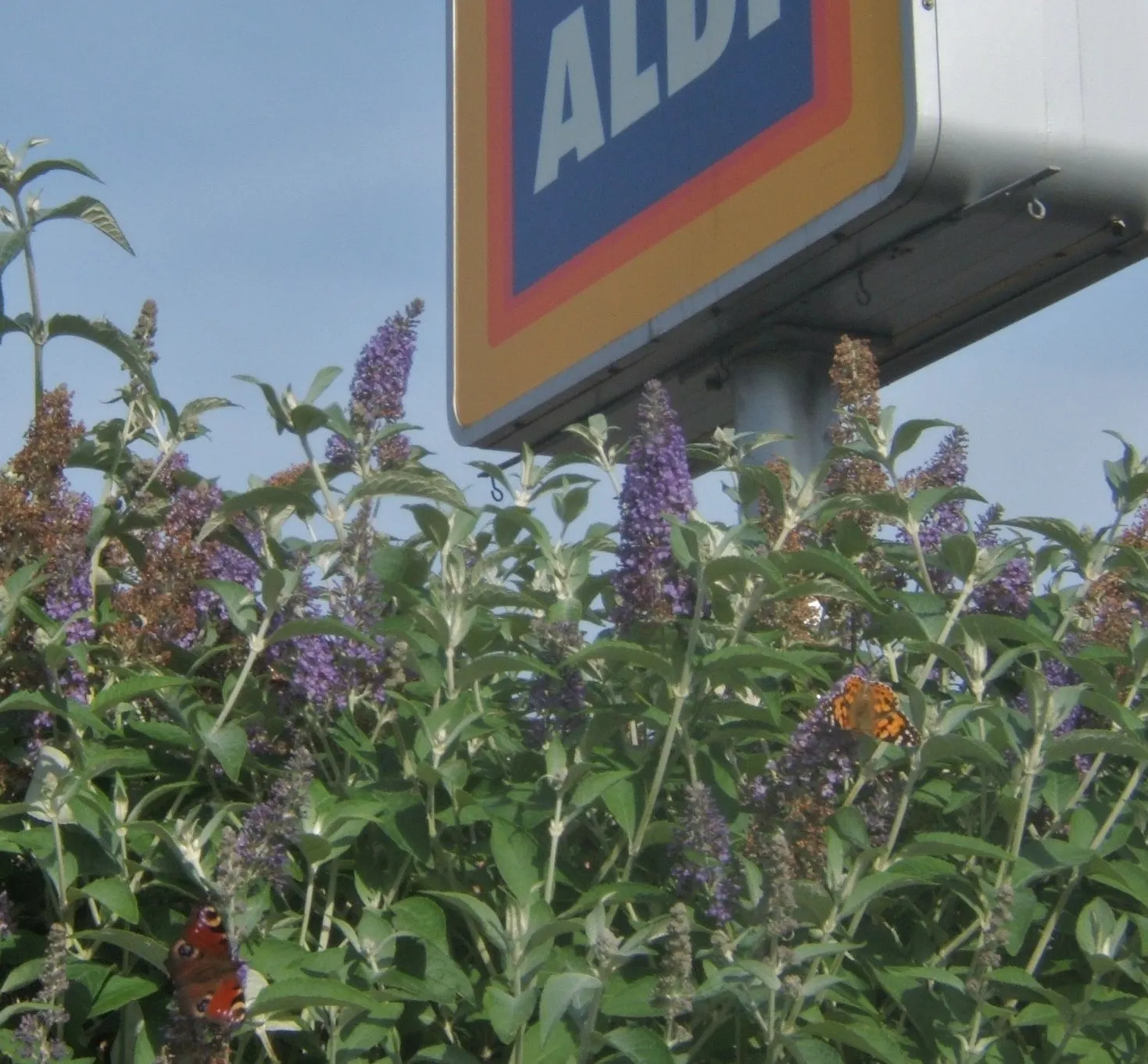 Butterfly Bush (Buddleia Davidii) — Note that some locations may regulate its planting due to its invasive potential; buddleia davidii comes alive with