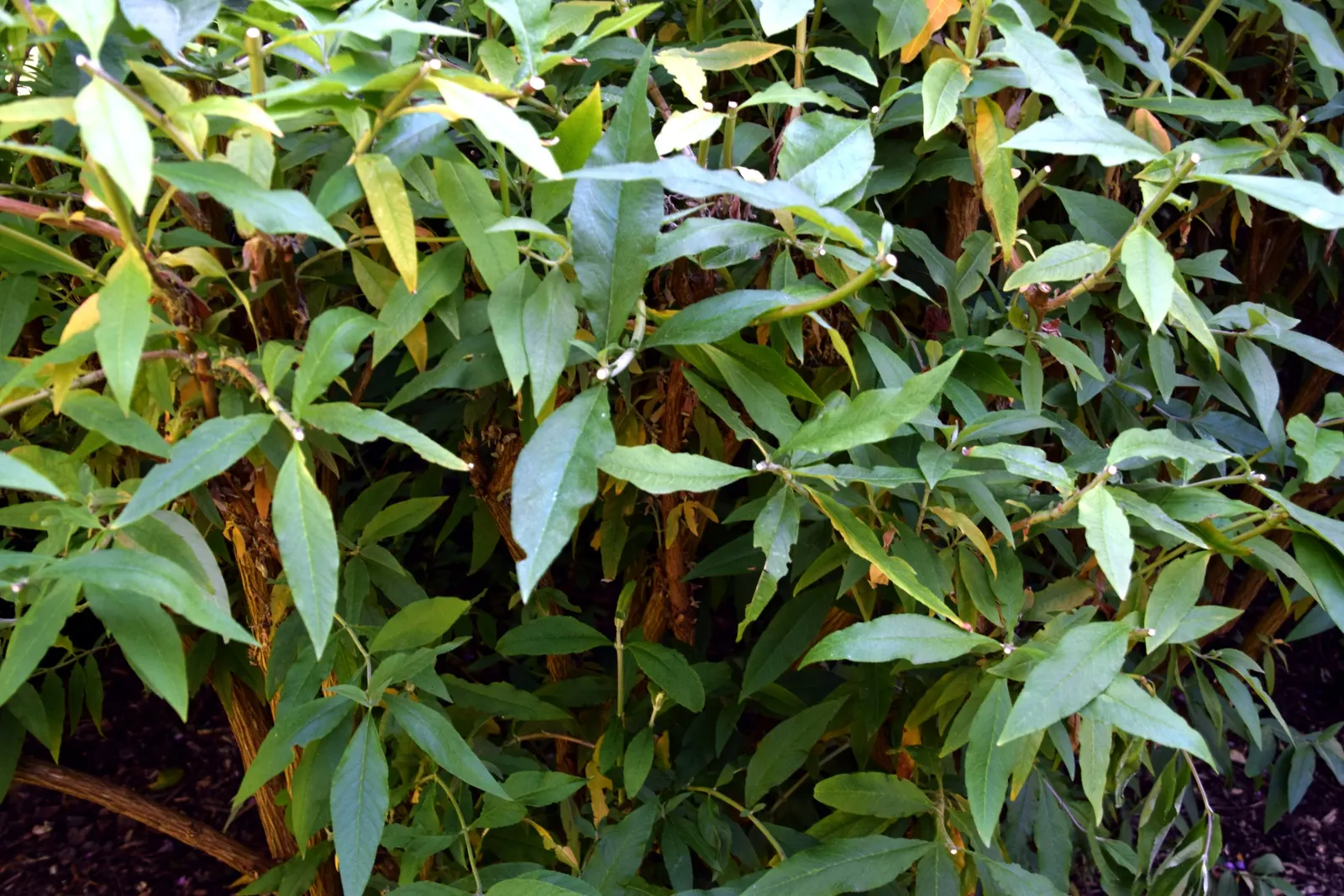 Butterfly Bush (Buddleia Davidii) — It is relatively drought-tolerant once established; each cluster measuring between 4 and 10 inches in length, image 77