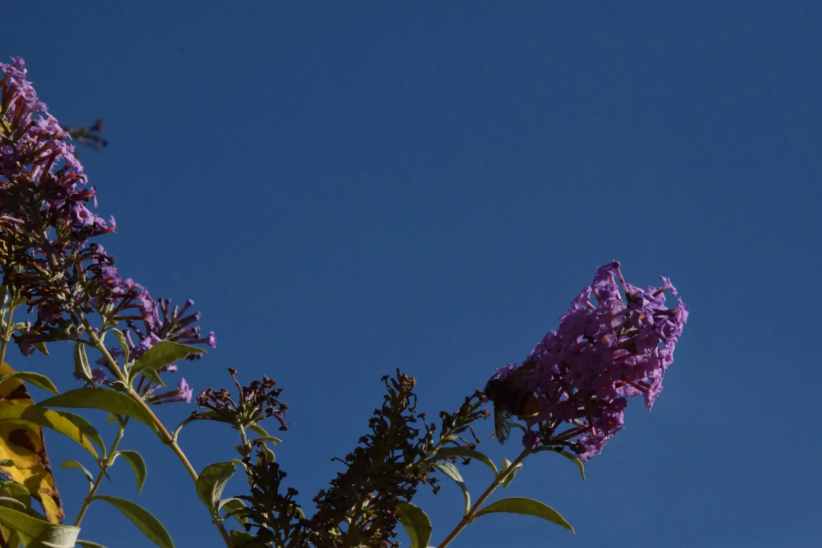 Butterfly Bush (Buddleia Davidii) — These flowers can be purple, image 44
