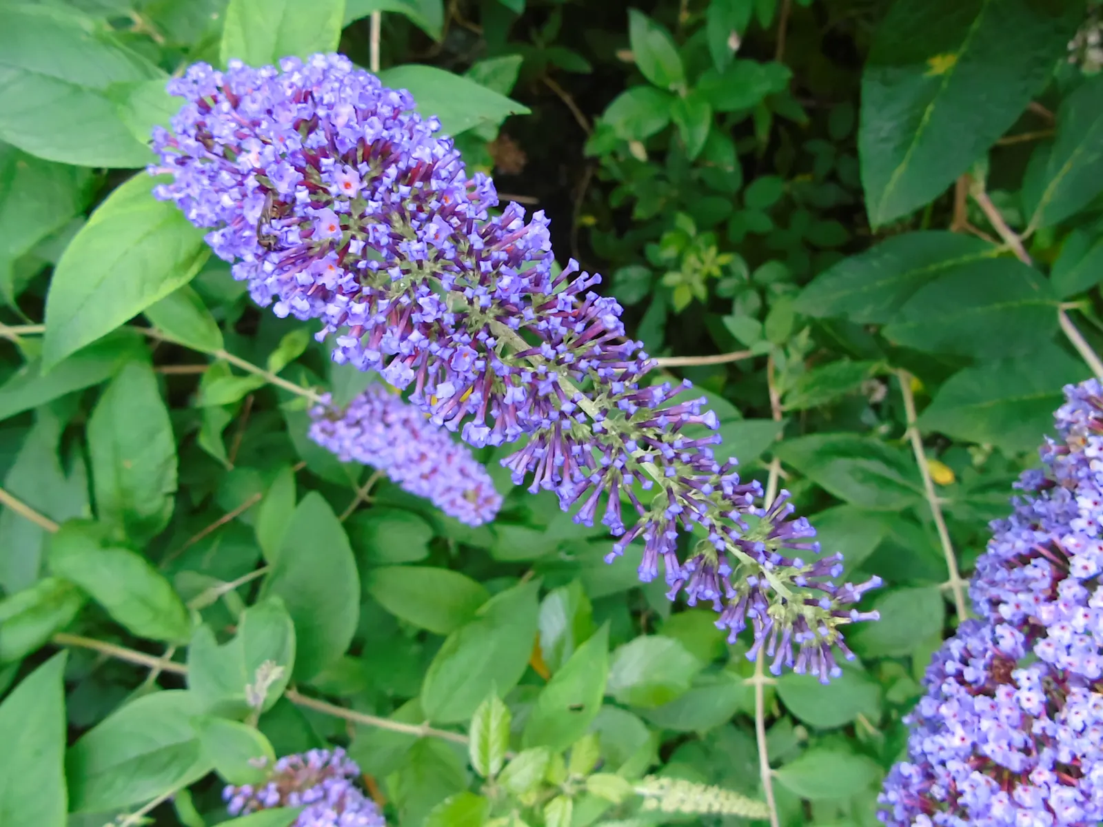 Butterfly Bush (Buddleia Davidii) — depending on the cultivar and growing conditions; and are absolutely magnetic to butterflies and bees, image 98