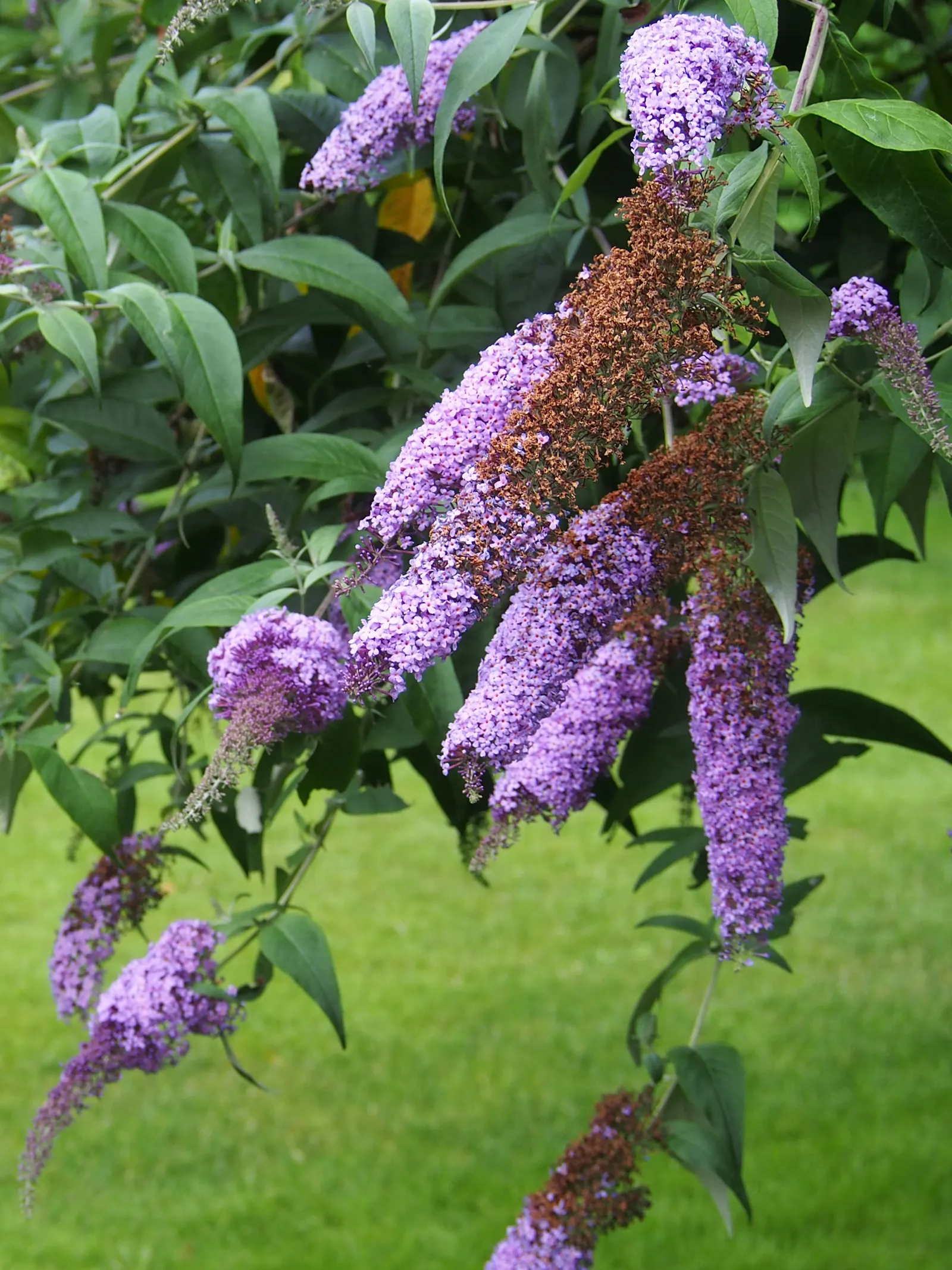 Butterfly Bush (Buddleia Davidii) — Suitable for USDA zones 5-9, it can be invasive, so responsible cultivation is advised; this fast-growing plant, image 93