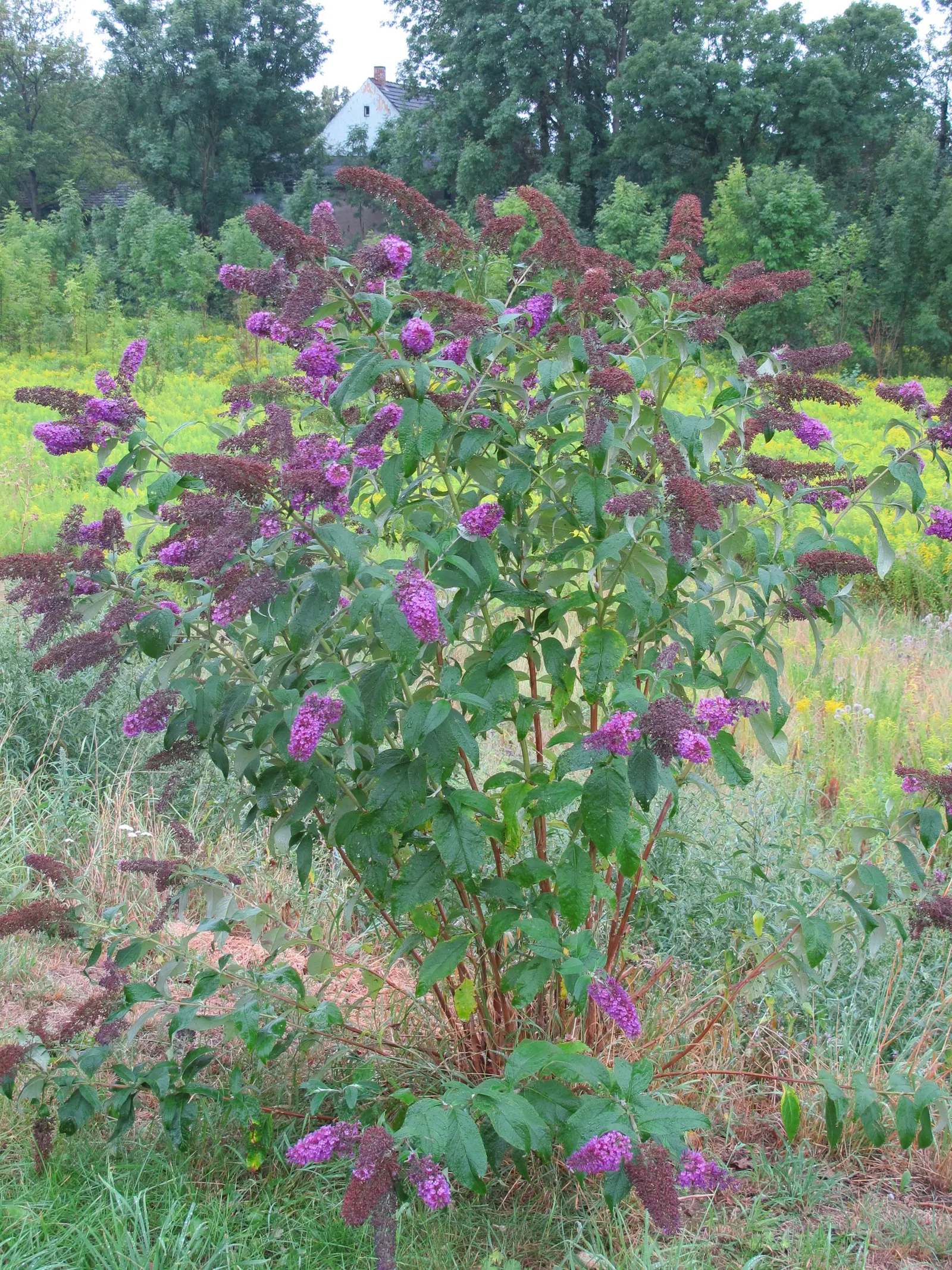 Butterfly Bush (Buddleia Davidii) — and are absolutely magnetic to butterflies and bees; as blooms occur on new wood, image 132