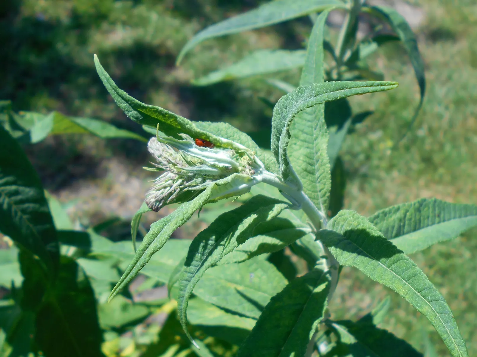 Butterfly Bush (Buddleia Davidii) — These flowers can be purple, image 73