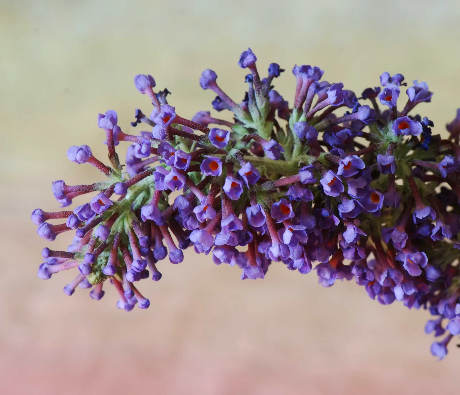 Butterfly Bush (Buddleia Davidii) — which consists of at least 6 hours of direct sunlight per day; scientifically known as Buddleia davidii, image 105