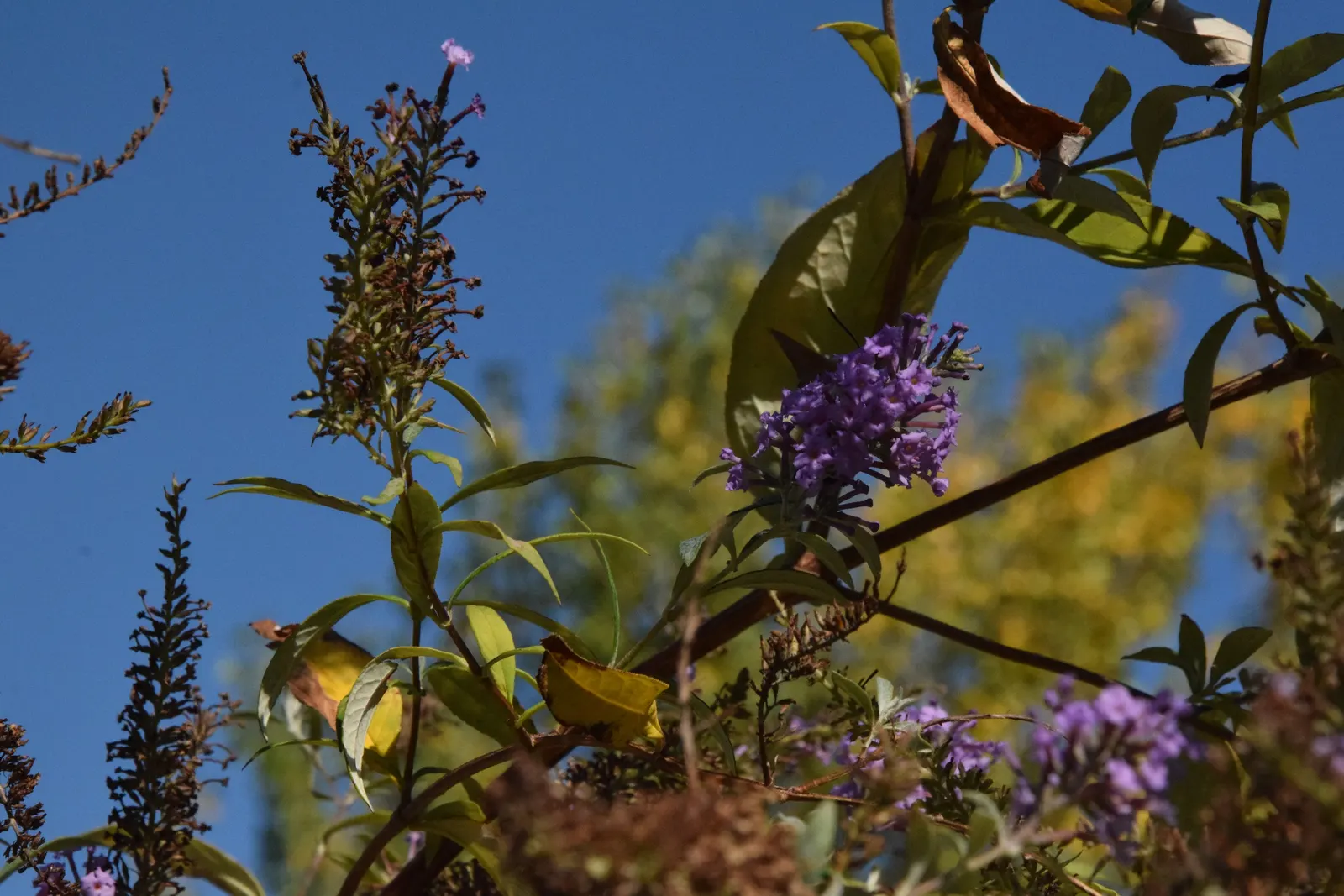 Butterfly Bush (Buddleia Davidii) — scientifically known as Buddleia davidii; thus adding dynamic wildlife interest to the space.<br><br>For optimal growth