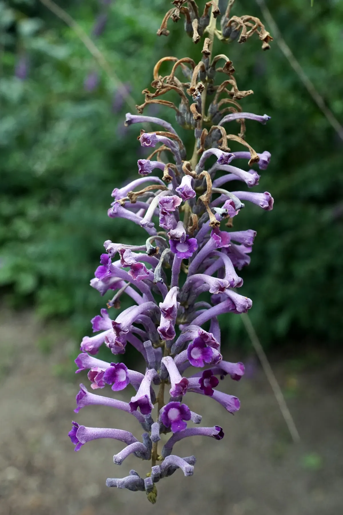 Butterfly Bush (Buddleia Davidii) — Buddleia davidii comes alive with panicles of fragrant flowers; butterfly Bush (Buddleia davidii) is a fast-growing