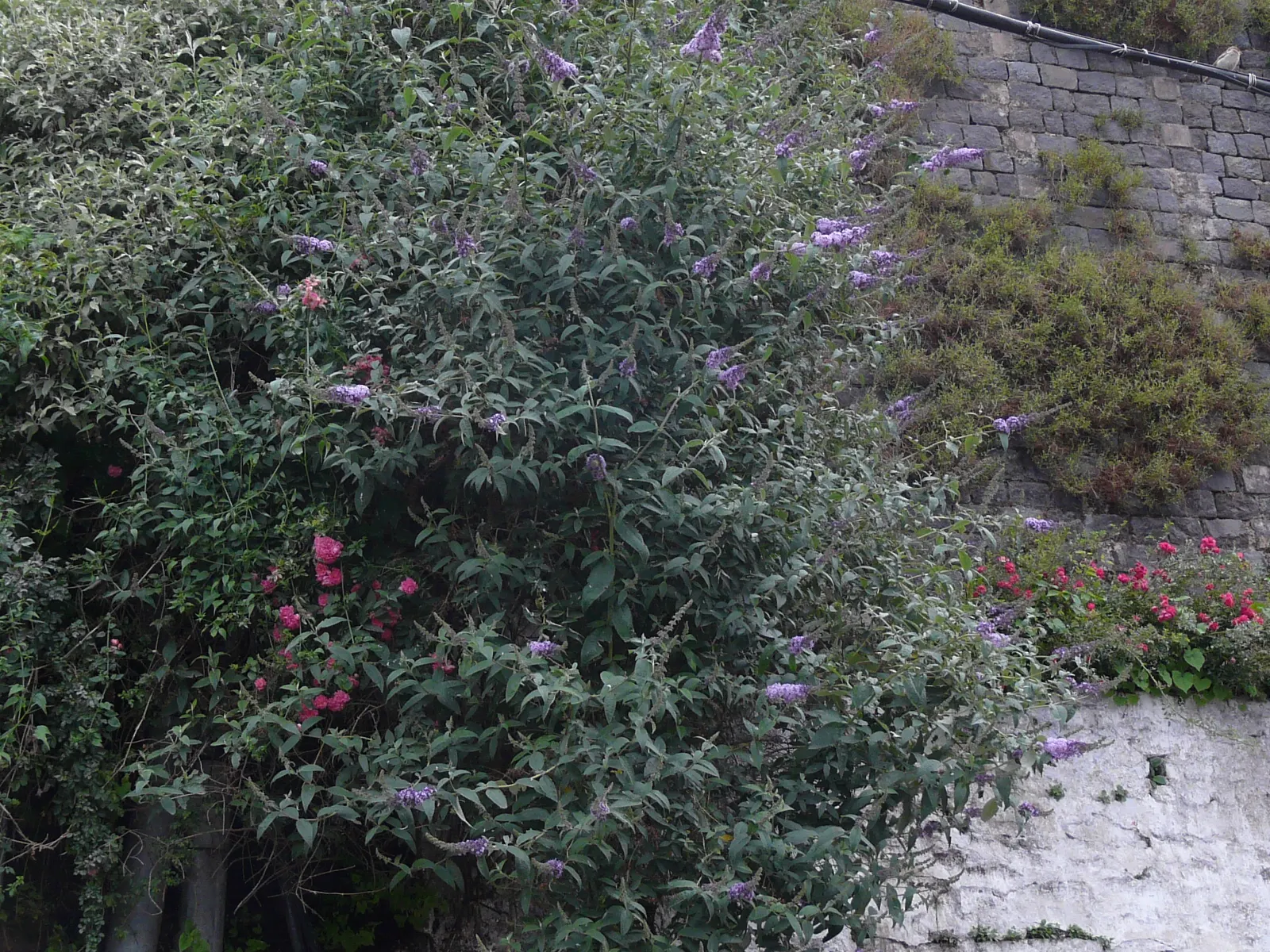 Butterfly Bush (Buddleia Davidii) — depending on the cultivar and growing conditions; and are absolutely magnetic to butterflies and bees, image 69