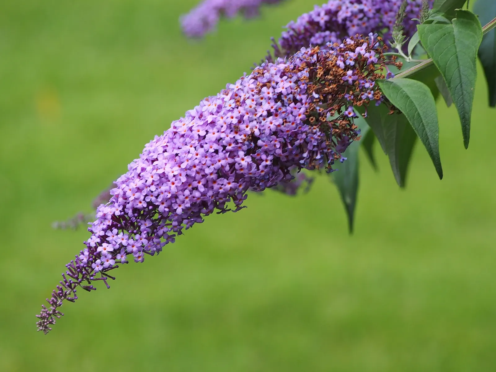 Butterfly Bush (Buddleia Davidii) — Butterfly Bush (Buddleia davidii) is a fast-growing deciduous shrub; it blooms from summer to autumn, image 117