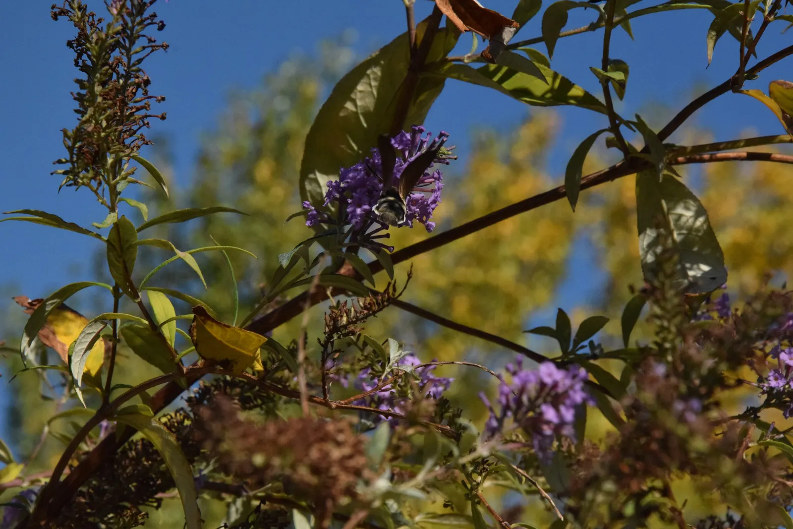 Butterfly Bush (Buddleia Davidii) — each cluster measuring between 4 and 10 inches in length; is an eye-catching deciduous or semi-evergreen shrub