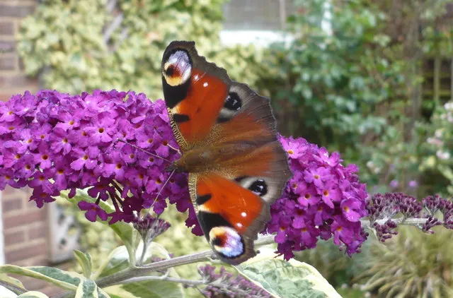 Butterfly Bush (Buddleia Davidii) — typically reaching 6-12 ft in height with a 4-15 ft spread; depending on the cultivar and growing conditions, image 89