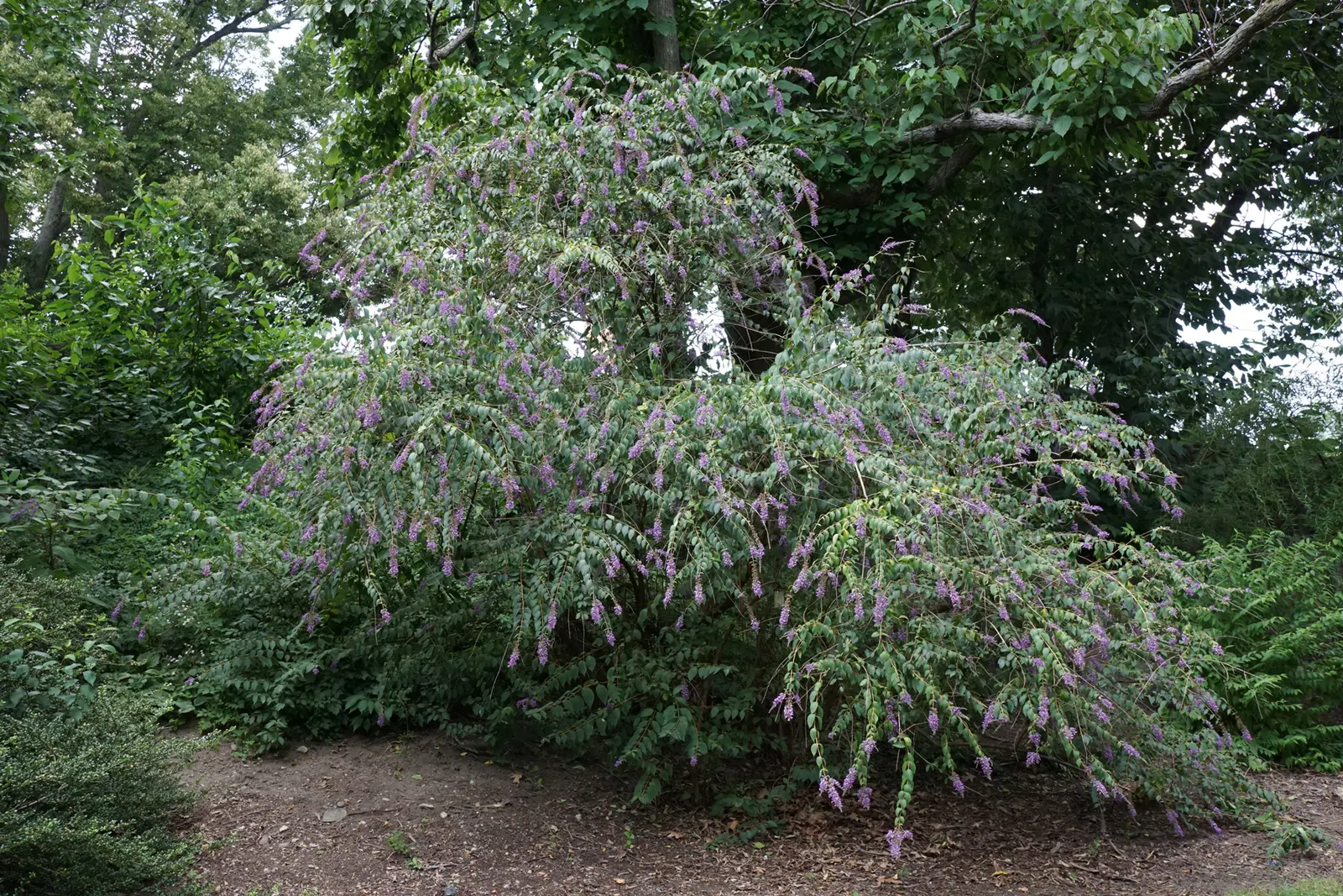 Butterfly Bush (Buddleia Davidii) — typically reaching 6-12 ft in height with a 4-15 ft spread; depending on the cultivar and growing conditions, image 118