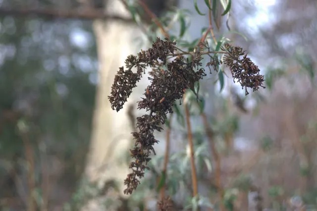 Butterfly Bush (Buddleia Davidii) — This low-maintenance plant prefers full sun and well-drained soil, attracting butterflies and hummingbirds; cone-shaped