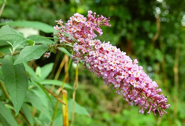 Butterfly Bush (Buddleia Davidii) — and as a focal point in ornamental landscapes; but benefits from regular watering during prolonged dry spells