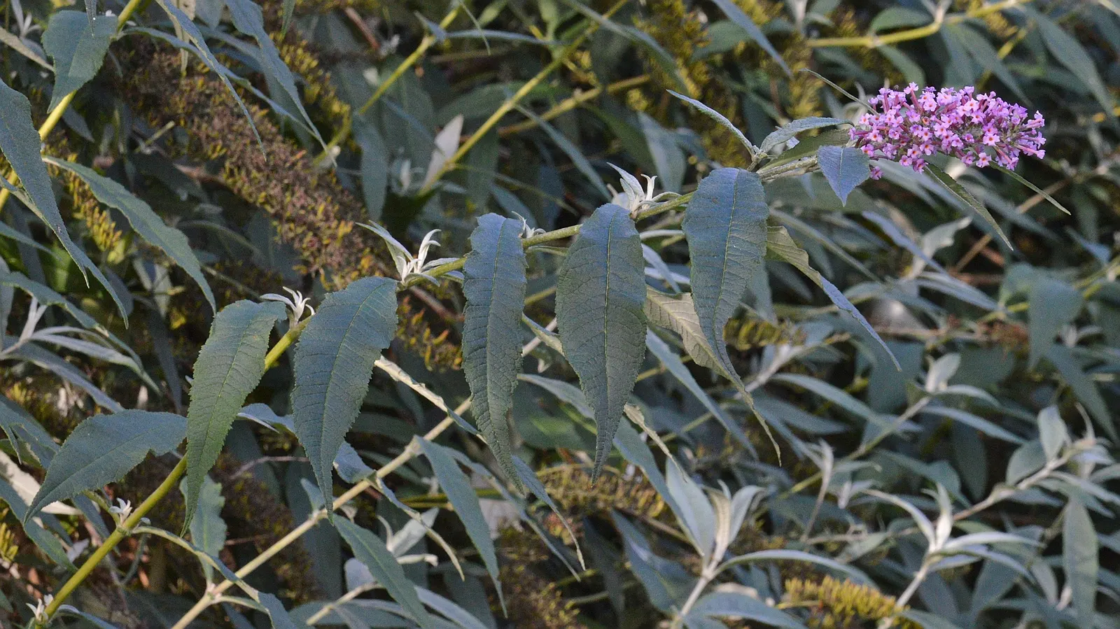 Butterfly Bush (Buddleia Davidii) — this fast-growing plant can reach a height of 6 to 12 feet and a spread of 4 to 15 feet; treasured for its, image 126