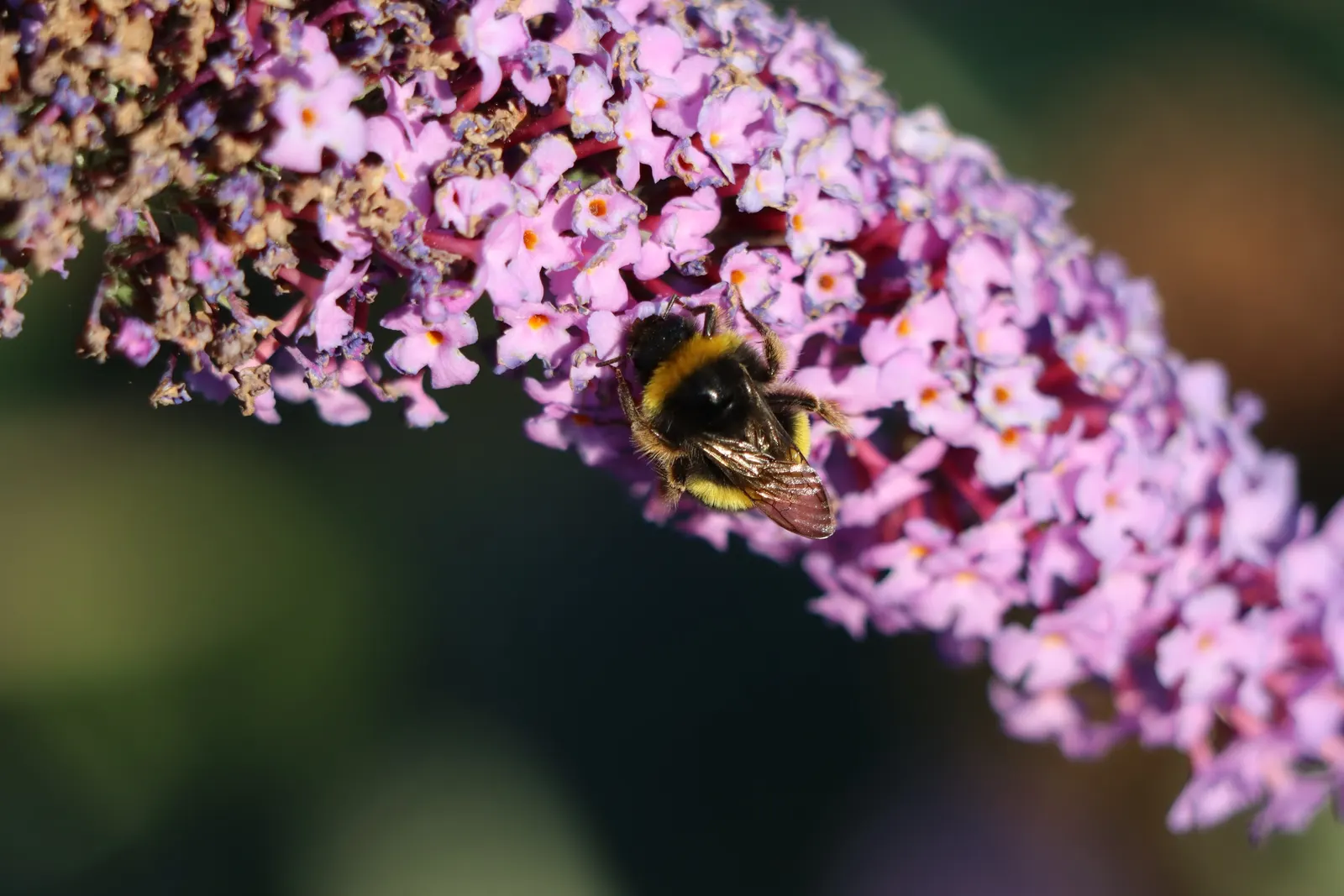 Butterfly Bush (Buddleia Davidii) — which consists of at least 6 hours of direct sunlight per day