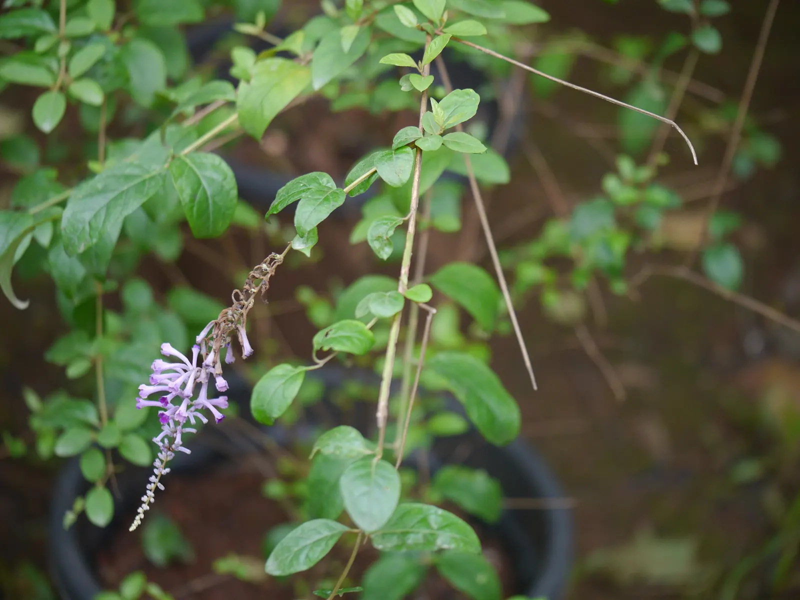 Butterfly Bush (Buddleia Davidii) — but benefits from regular watering during prolonged dry spells; dominant in USDA hardiness zones 5 through 9, image 107