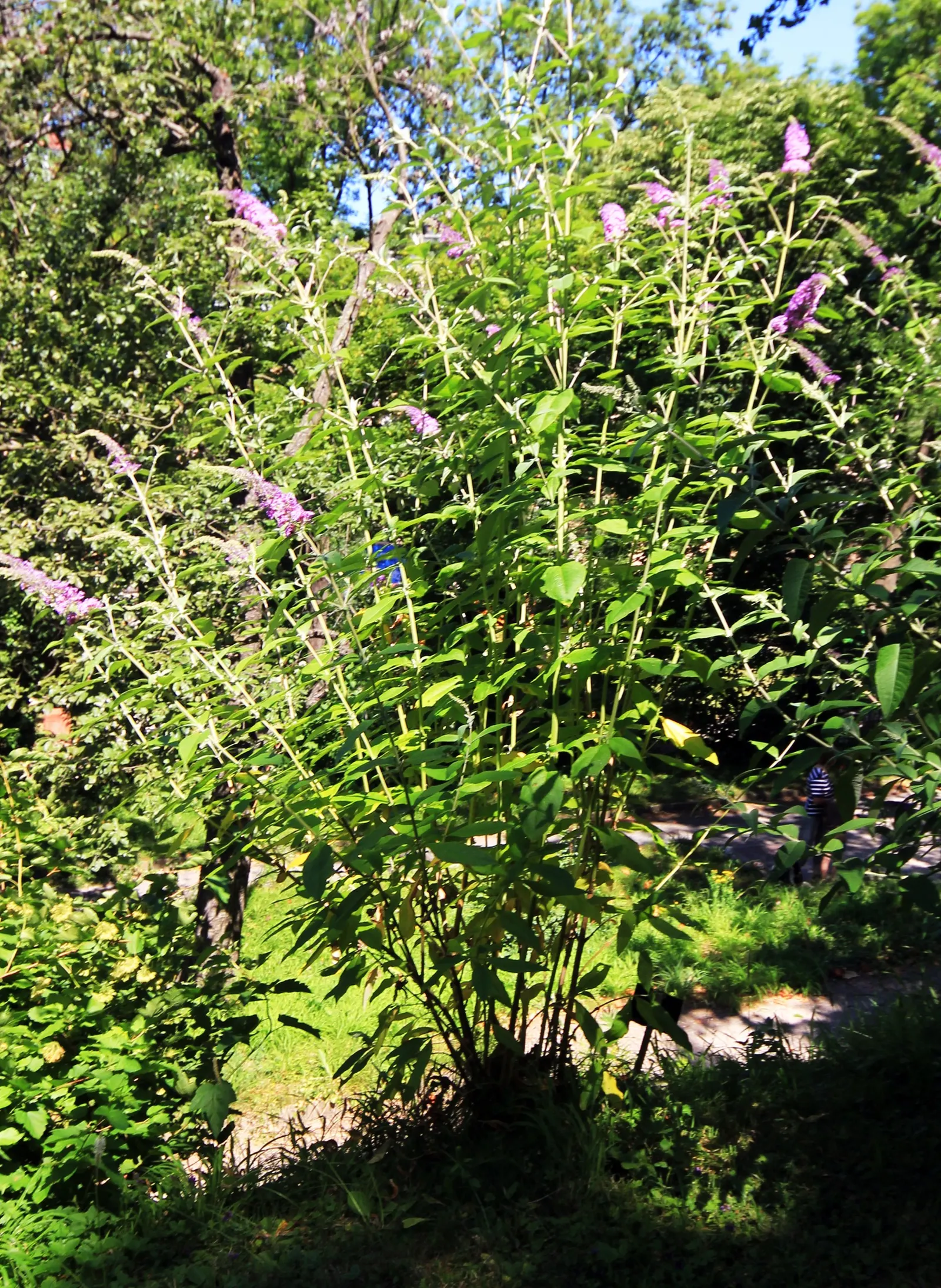Butterfly Bush (Buddleia Davidii) — Buddleia davidii comes alive with panicles of fragrant flowers; butterfly Bush (Buddleia davidii) is a, image 129