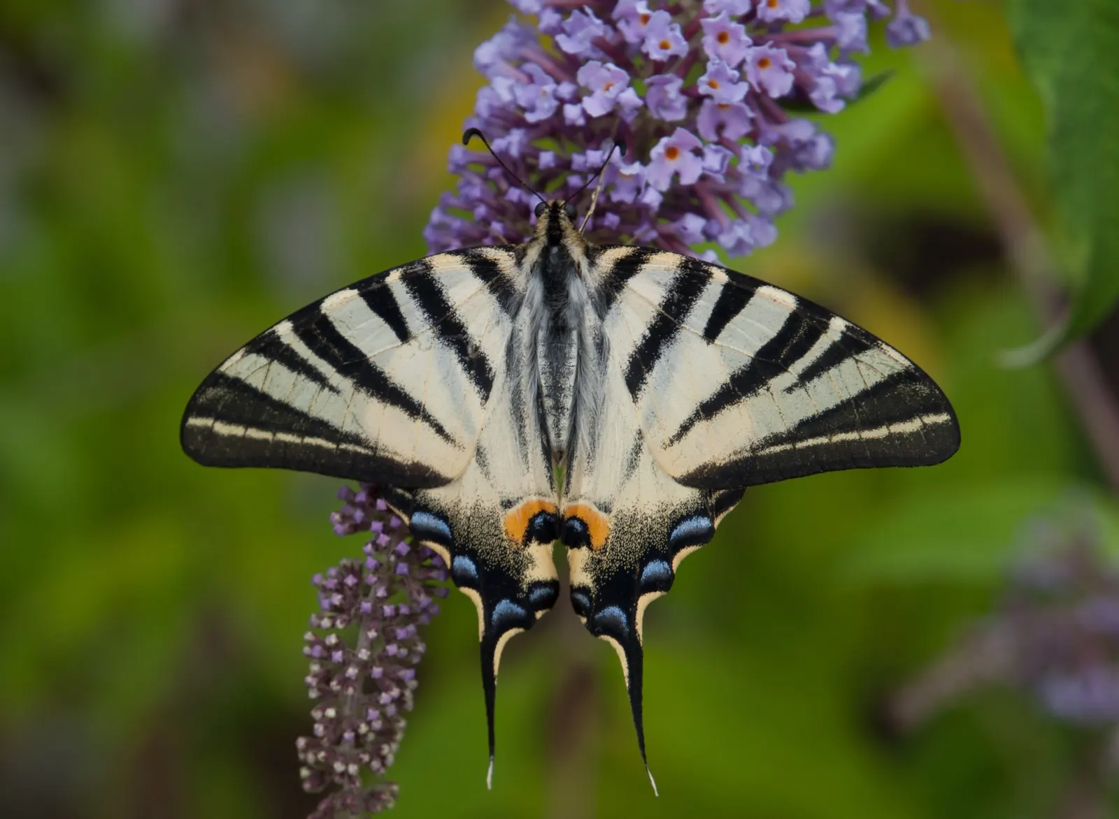 Butterfly Bush (Buddleia Davidii) — treasured for its ability to attract butterflies and other pollinators to the landscape