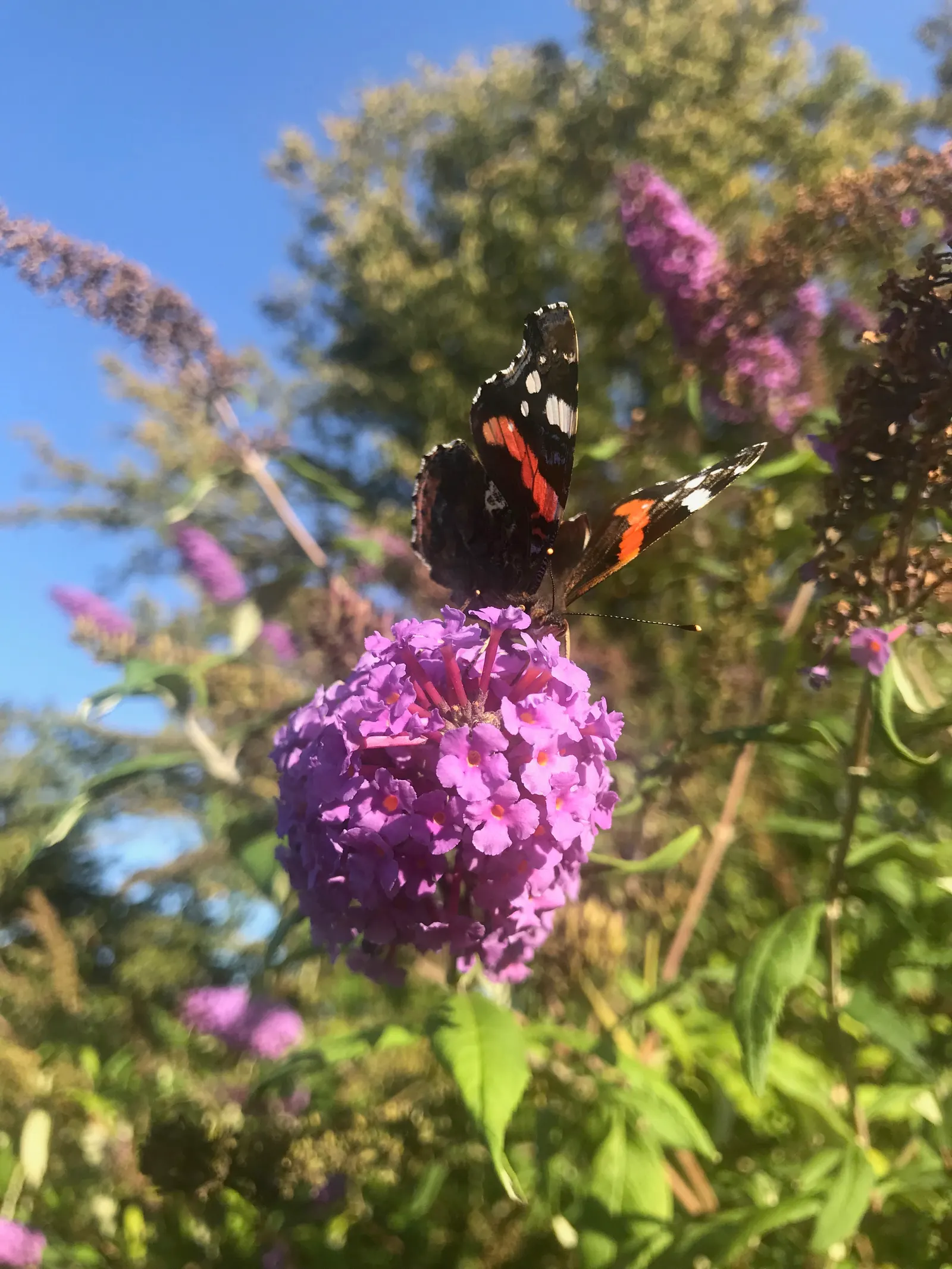 Butterfly Bush (Buddleia Davidii) — scientifically known as Buddleia davidii; thus adding dynamic wildlife interest to the space.<br><br>For, image 94