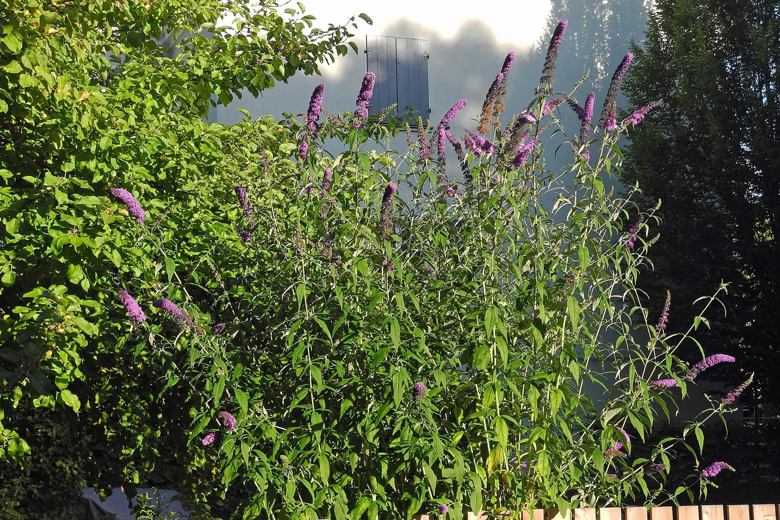 Butterfly Bush (Buddleia Davidii) — which consists of at least 6 hours of direct sunlight per day; scientifically known as Buddleia davidii, image 76