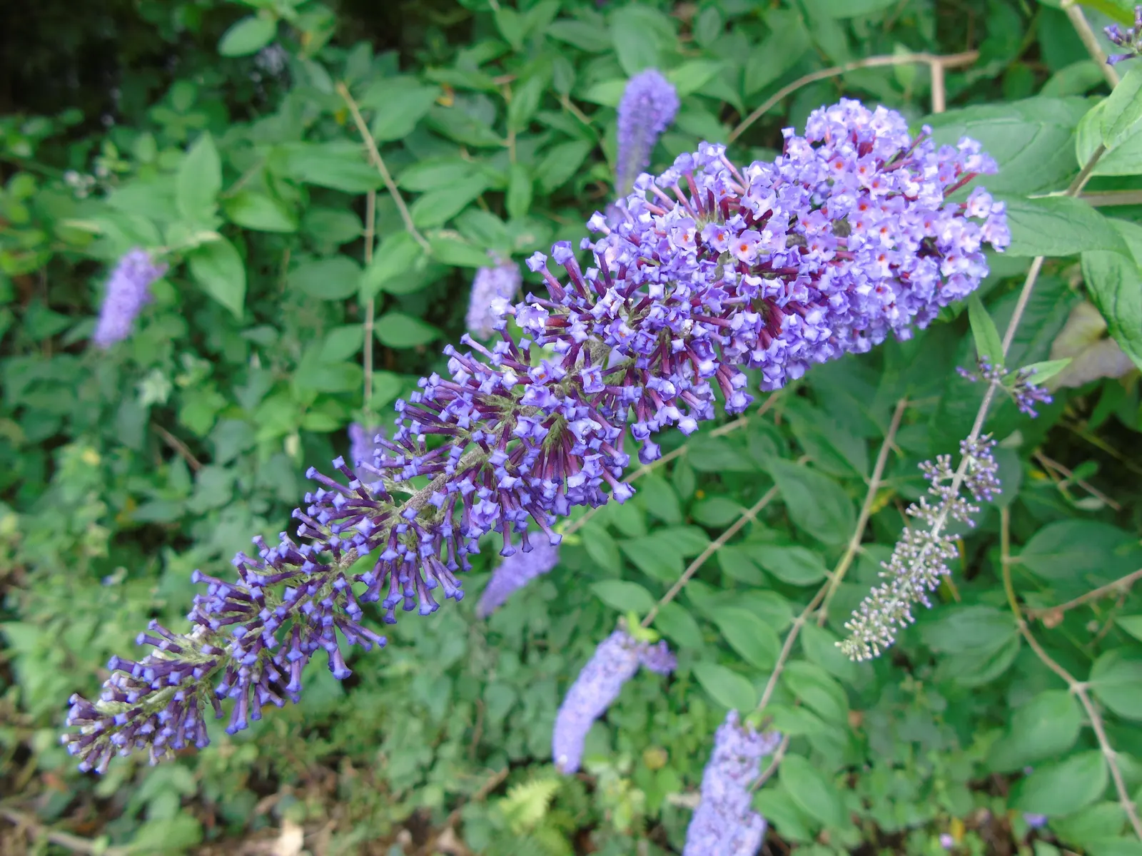 Butterfly Bush (Buddleia Davidii) — it blooms from summer to autumn; it offers aesthetic appeal, image 62