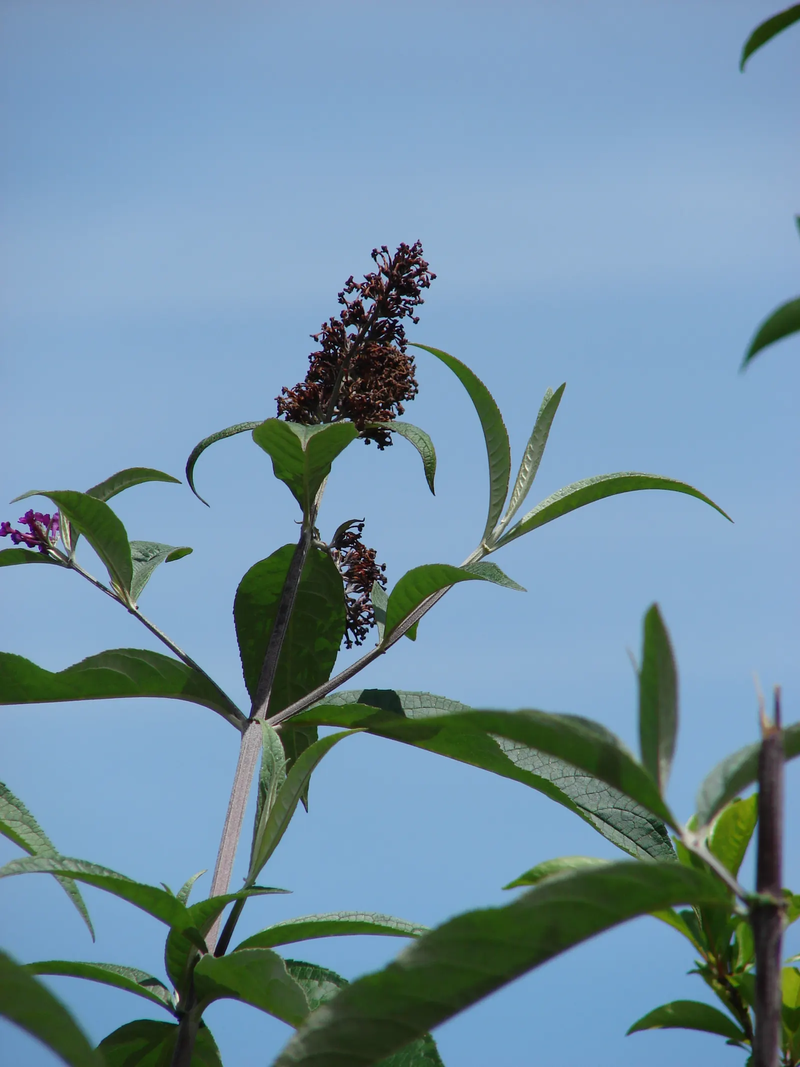 Butterfly Bush (Buddleia Davidii) — it blooms from summer to autumn; it offers aesthetic appeal