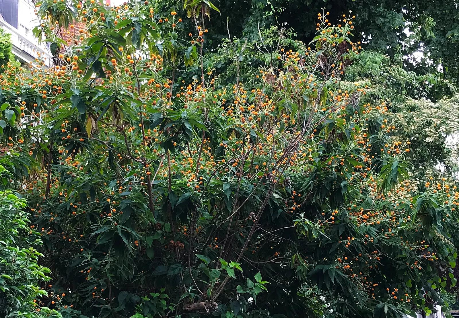Butterfly Bush (Buddleia Davidii) — and are absolutely magnetic to butterflies and bees; as blooms occur on new wood, image 103