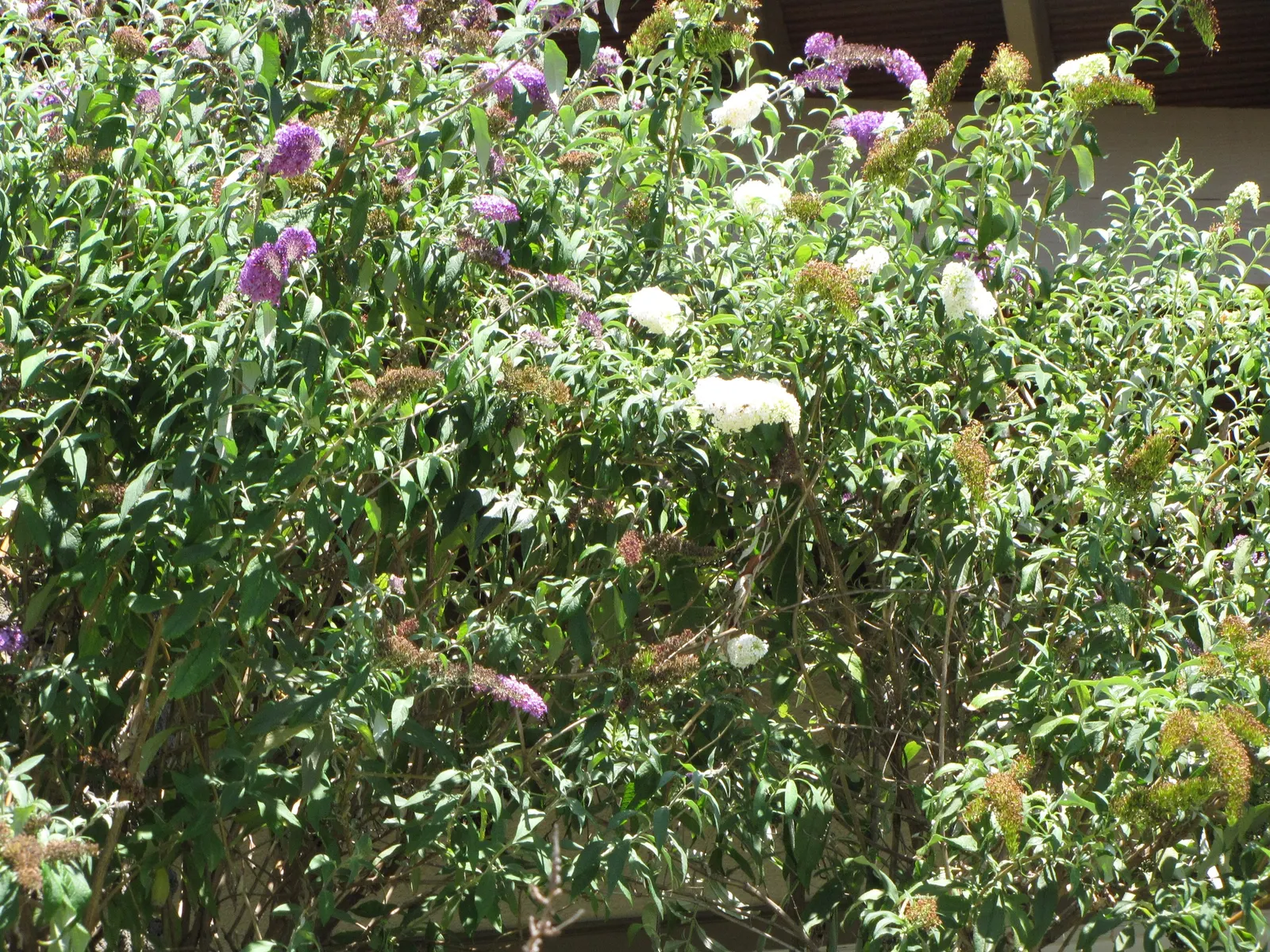 Butterfly Bush (Buddleia Davidii) — is an eye-catching deciduous or semi-evergreen shrub; and as a focal point in ornamental landscapes