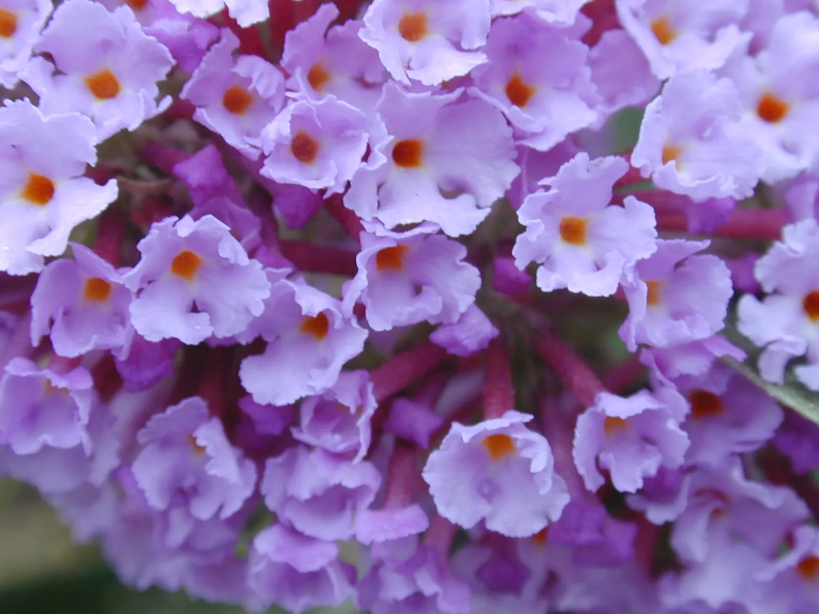Butterfly Bush (Buddleia Davidii) — and as a focal point in ornamental landscapes