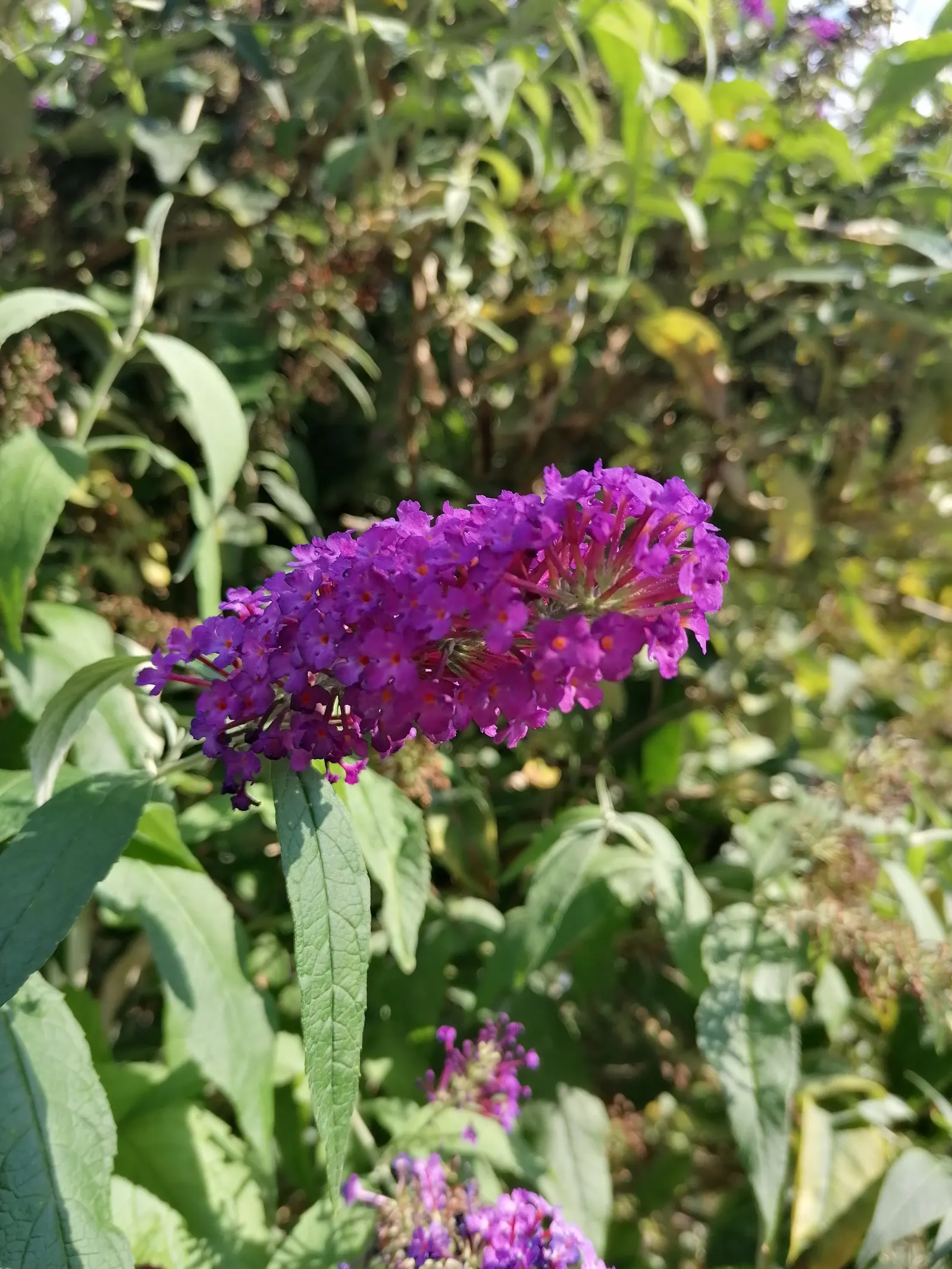 Butterfly Bush (Buddleia Davidii) — purple flowers in the garden; its arching branches exhibit lance-shaped leaves that are typically 6 to 10 inches long